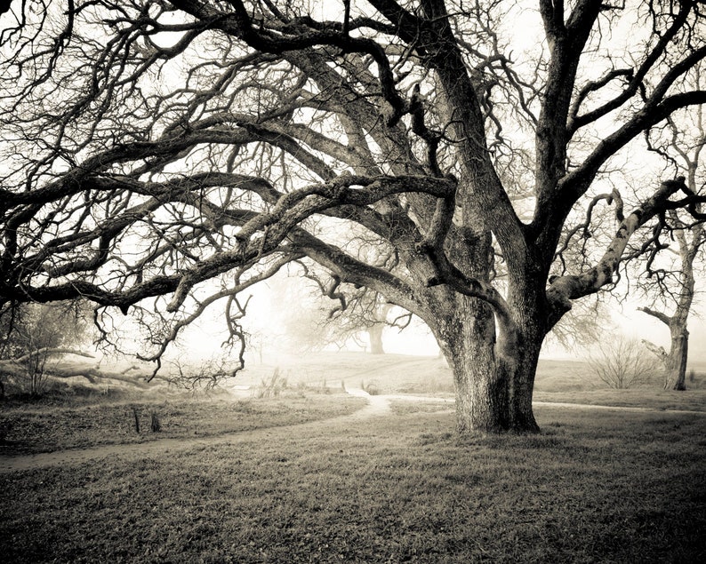 Black and white photography, Canvas wall art, Original Art, Landscape Print, Tree wall art, Oak tree, Misty Morning B&W image 2