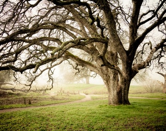 Misty Morning, Winter Landscape Photograph on Print, Canvas or Metal Wall Art, Foggy Morning Oak Tree Fine Art Home Decor