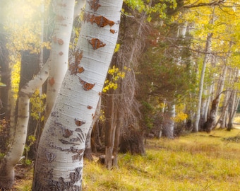 Autumn Aspen Trees in Meadow, Color Photography, Autumn Decor, Fall Foliage Landscape Art on Print, Canvas or Metal