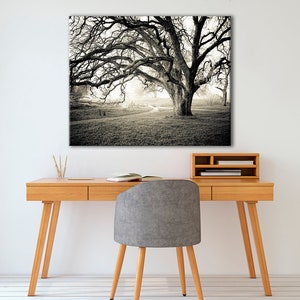 Black and white photography, Canvas wall art, Original Art, Landscape Print, Tree wall art, Oak tree, Misty Morning B&W image 3
