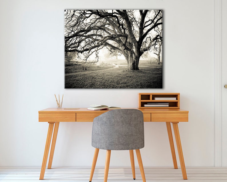 Black and white photography, Canvas wall art, Original Art, Landscape Print, Tree wall art, Oak tree, Misty Morning B&W image 3