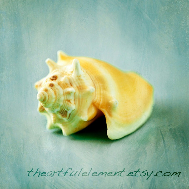 Coastal Home Decor Beach Wall Art Seashell art cean beach Etsy