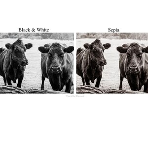The image is a black and white collage featuring two cows, one black and one white, standing in a field.