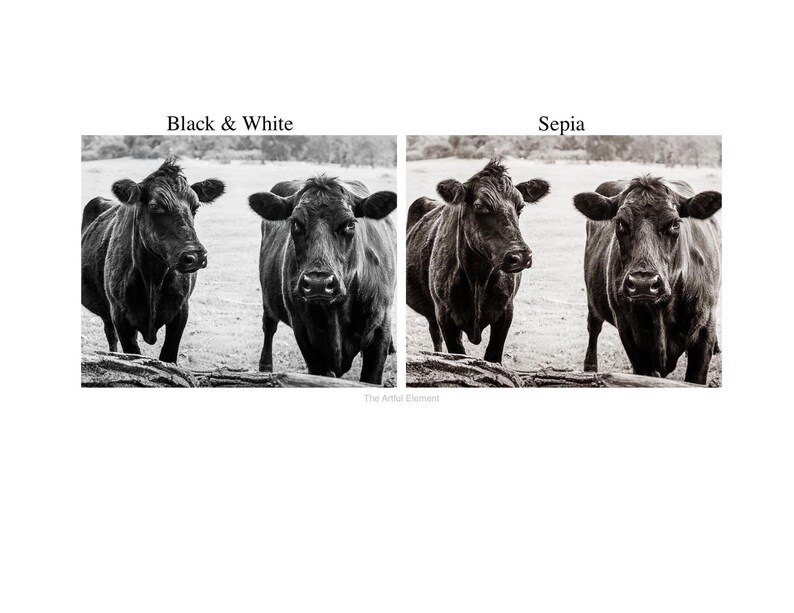 The image is a black and white collage featuring two cows, one black and one white, standing in a field.