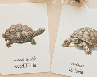 Turtle Learning Flashcard Kit