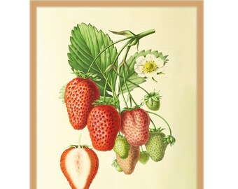 8x10 Vintage Strawberries Nursery Art