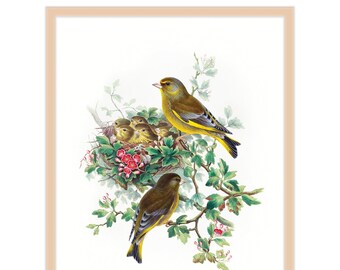 8x10 Bird and Nest Nursery Art