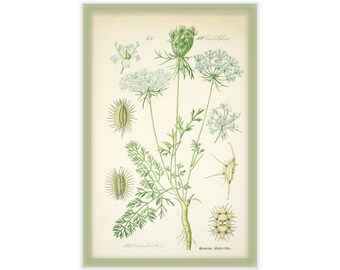 flower study umbellifers  (1 of 6)  - reproduction vintage antique art - 11x17 - study of flowers - Edgewood Farmhouse