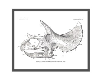 8x10 Dinosaur Study Art