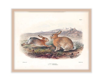 Rabbit 11x14 Wall Art Print