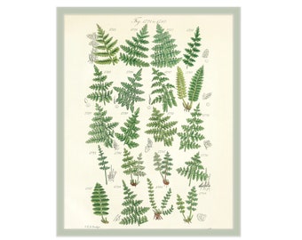 8x10 Vintage Fern Nursery Art