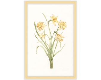 Narcissus print - reproduction vintage antique art - 11x17 - Farm - primitive art - Edgewood Farmhouse