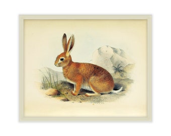 Brown Rabbit 11x14 Print