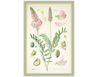 flower study legume (1 of 6)  - reproduction vintage antique art - 11x17 - study of flowers - Edgewood Farmhouse