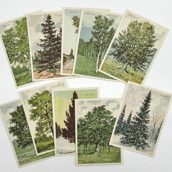 Tree Learning Flashcard, Vintage Wall Decor, Vintage Tree Cards For Decor Or Learning, Nature, Teacher Gift, Homeschool Activity