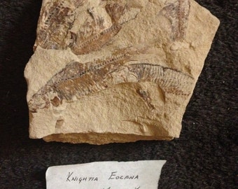 Fossilized Knightia Fish