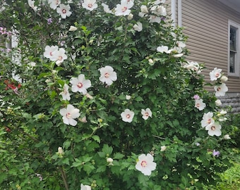 3 Live Rose of Sharon Seedlings | Hardy Hibiscus Bare Root Plants | Perennial Flowering Shrub | Zones 4–9 | White/Lavender | Herbal Tea