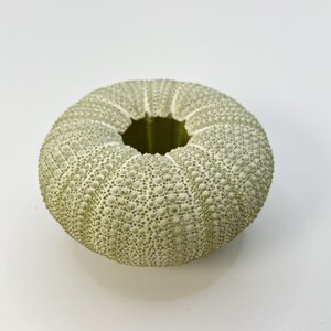 Beautiful Natural Sea Urchin, Sage Green Sea Urchin, Natural Sea urchin 60mm (1)