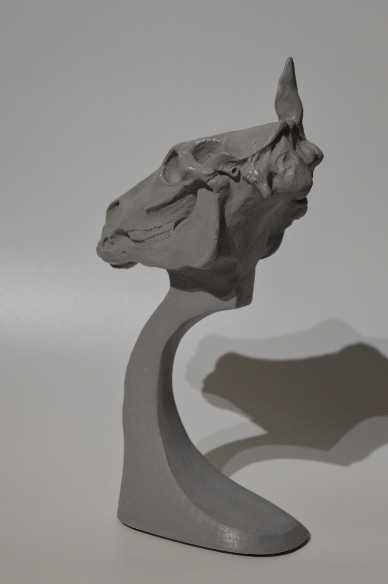 Horse Equine Skull head Anatomy sculpt sculpture animal