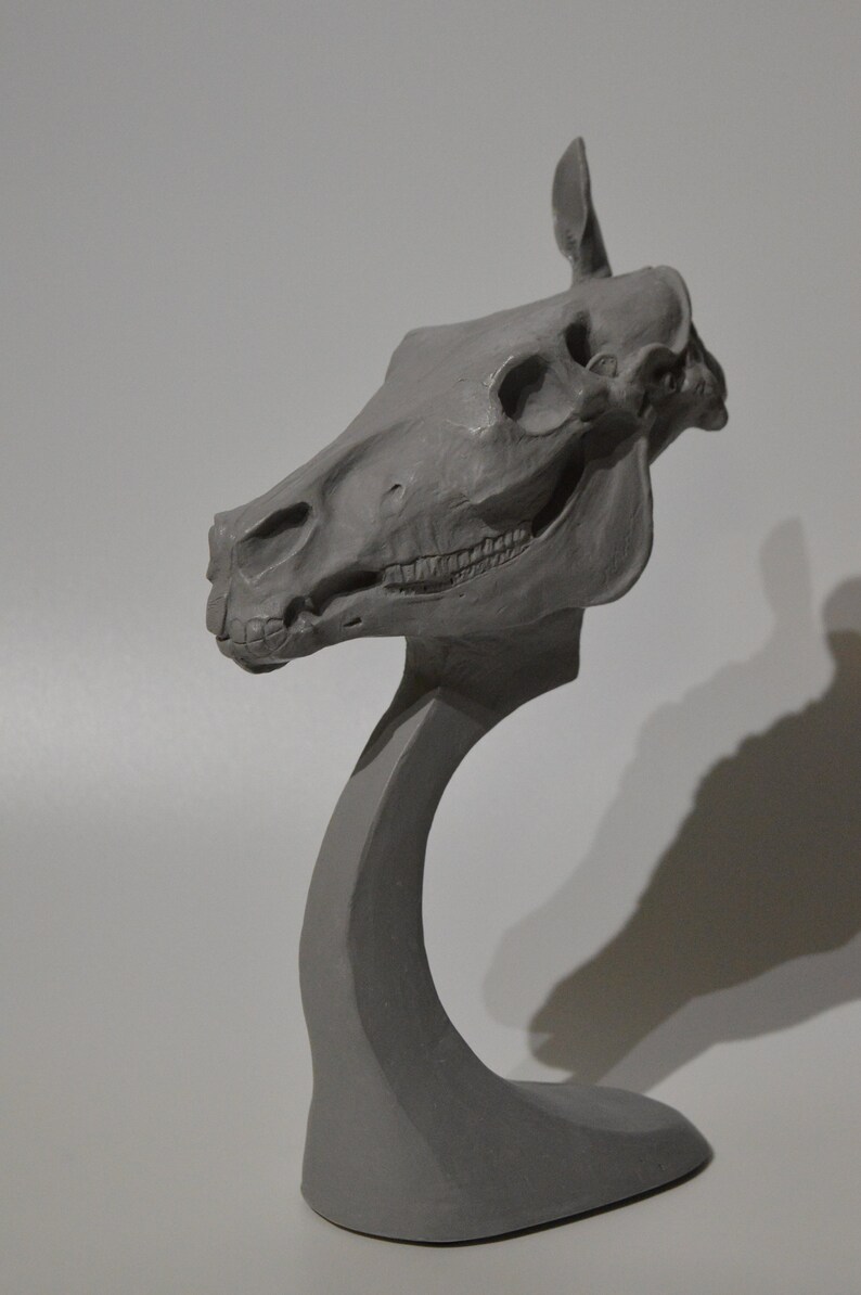 Horse Equine Skull head Anatomy sculpt sculpture animal