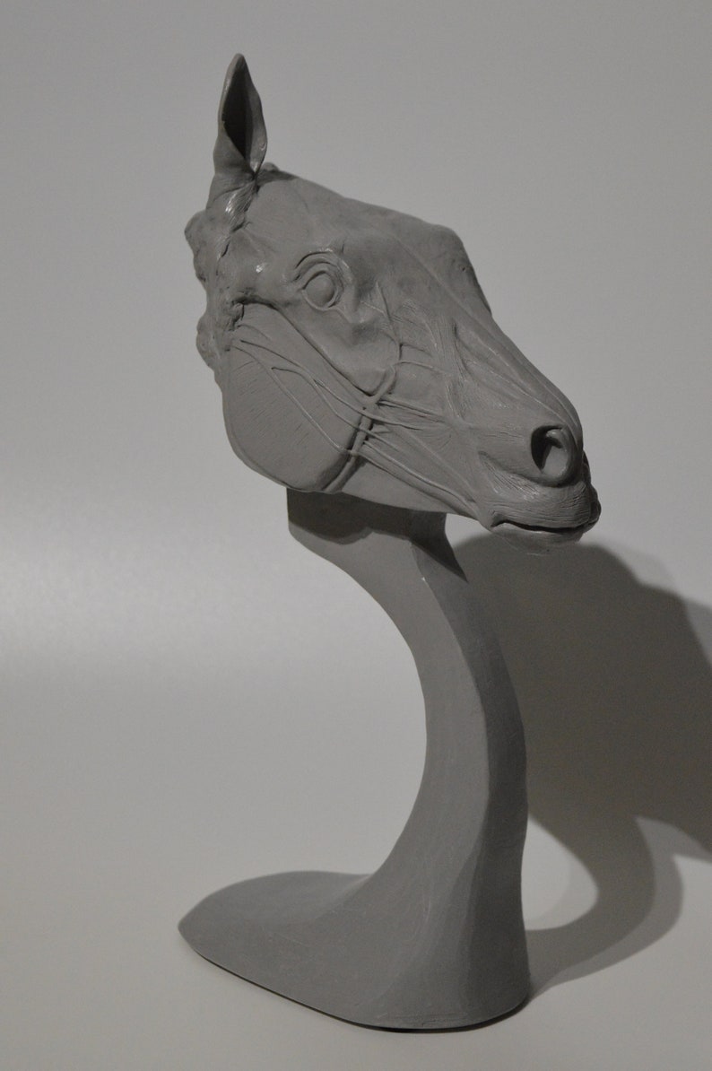 Horse Equine Skull head Anatomy sculpt sculpture animal