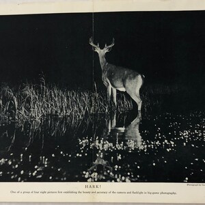 Original August 1921 Photograph of Hark!, National Geographic