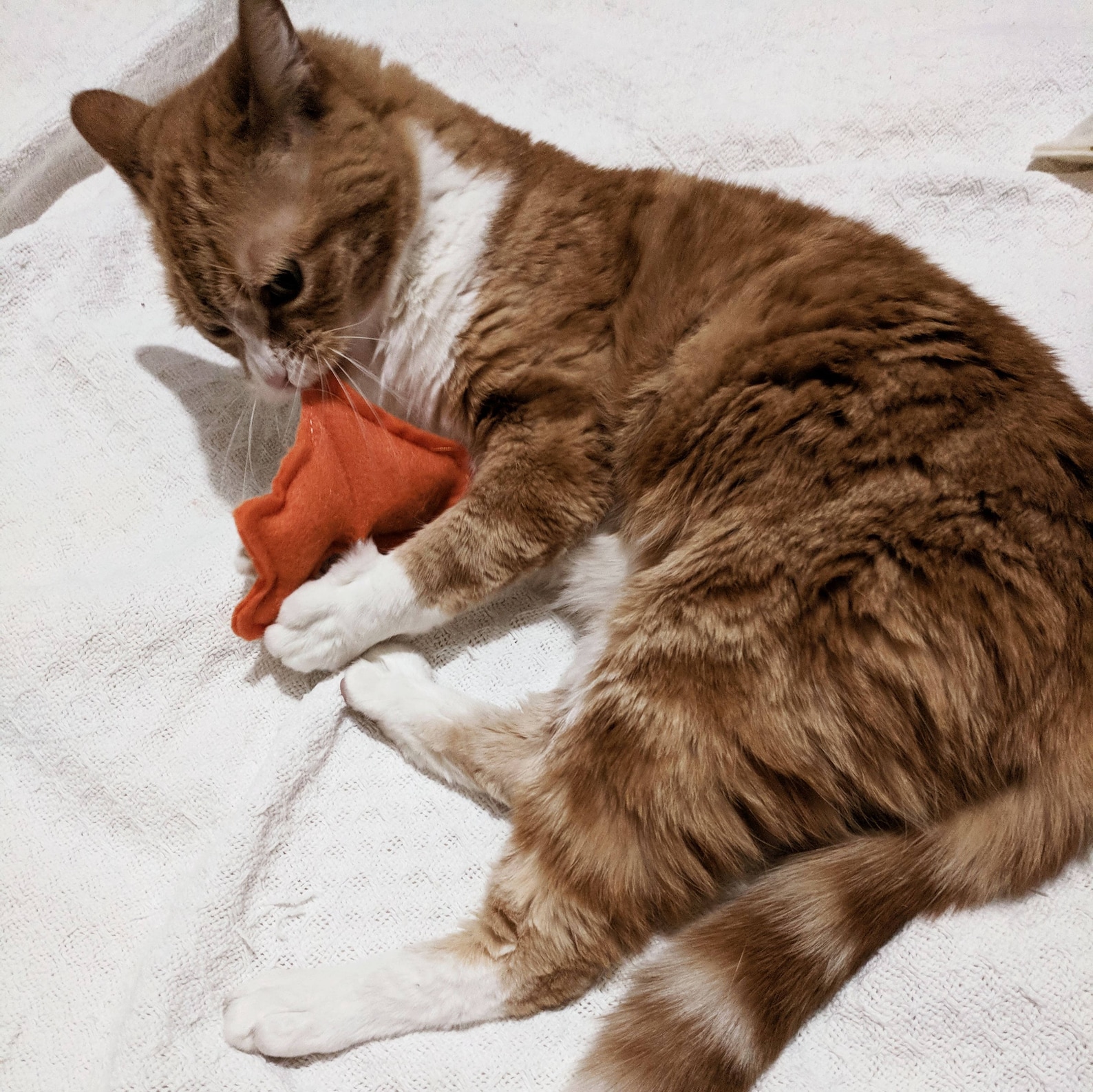 Easter Cat Toys Pack or 2 Marshmallow Bunny Catnip Etsy