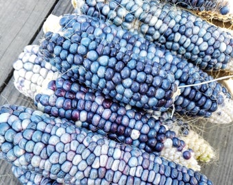 Heirloom Hopi Corn Seeds - Blue Corn - Non GMO - Local Seeds -  Vegetable Gardening Grow Your Own Food - Spring Gardening