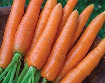 NC Heirloom Danvers Carrot Seeds - Non GMO - Vegetable Gardening Grow Your Own Food - USA Seller