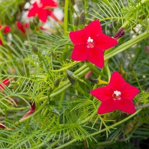 Cardinal Climber Vine Red - Cypress Vine - Climbing Flowers - Garden Pollinators - Save the Bees - Flower Gardening