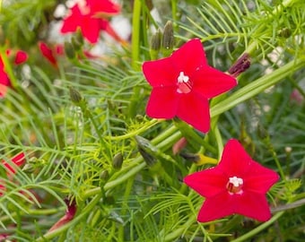 Cardinal Climber Vine Red - Cypress Vine - Climbing Flowers - Garden Pollinators - Save the Bees - Flower Gardening