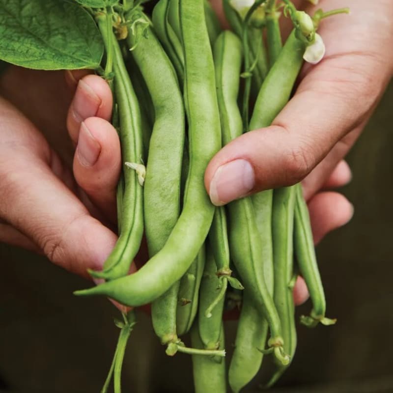 String Bea Seeds Green Bean Seeds - Etsy