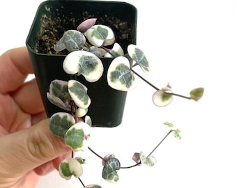 SOH - Variegated String of Hearts - House Plant Variegated Vining Plant  - Cuttings Fast Growing