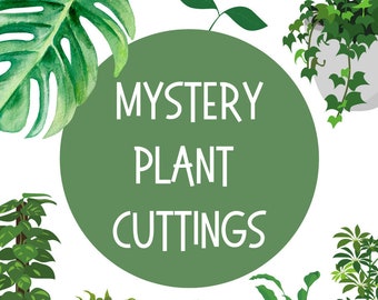 Mystery Plant Cuttings - Propagation Box - Assorted Cuttings - House Plants - Rare Plants - Assorted Foliage - Clean Air Plants