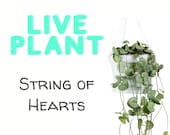 Live String of Hearts Plant - Ceropegia Woodii Starter Houseplant - Housewarming Gift - Office Decor - Feng Shui - Home Decor - House plant