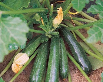 What Is Kusa Squash
