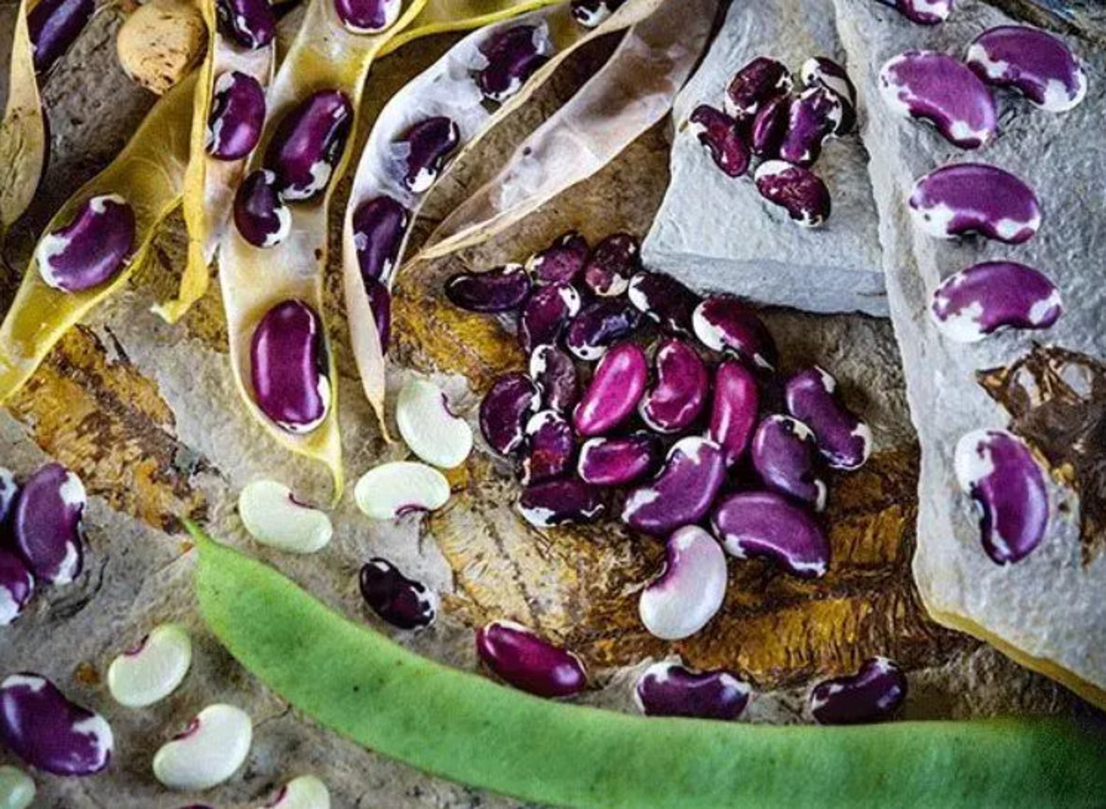 USA Heirloom Bean Seeds 1500 Year Old Cave Beans Non GMO - Etsy