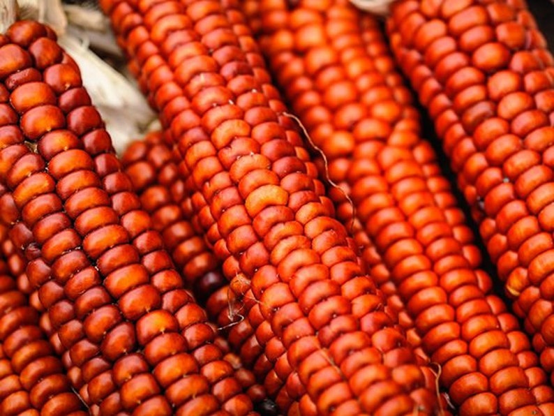 NC Heirloom Corn Seeds - Atomic Orange - Non GMO - Open Pollinated ...