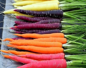 USA Heirloom Rainbow Carrot Seeds - Non GMO - Vegetable Gardening Grow Your Own Food