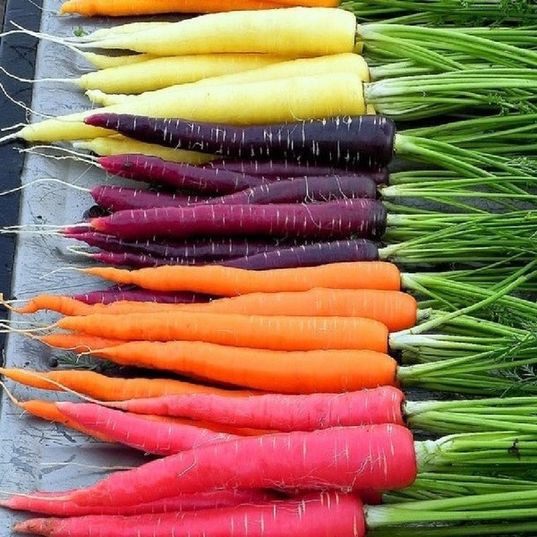 USA Heirloom Rainbow Carrot Seeds - Non GMO - Vegetable Gardening Grow Your Own Food