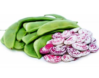 NC Heirloom Christmas Lima Bean Seeds - Non GMO - Open Pollinated - Vegetable Gardening Grow Your Own Food