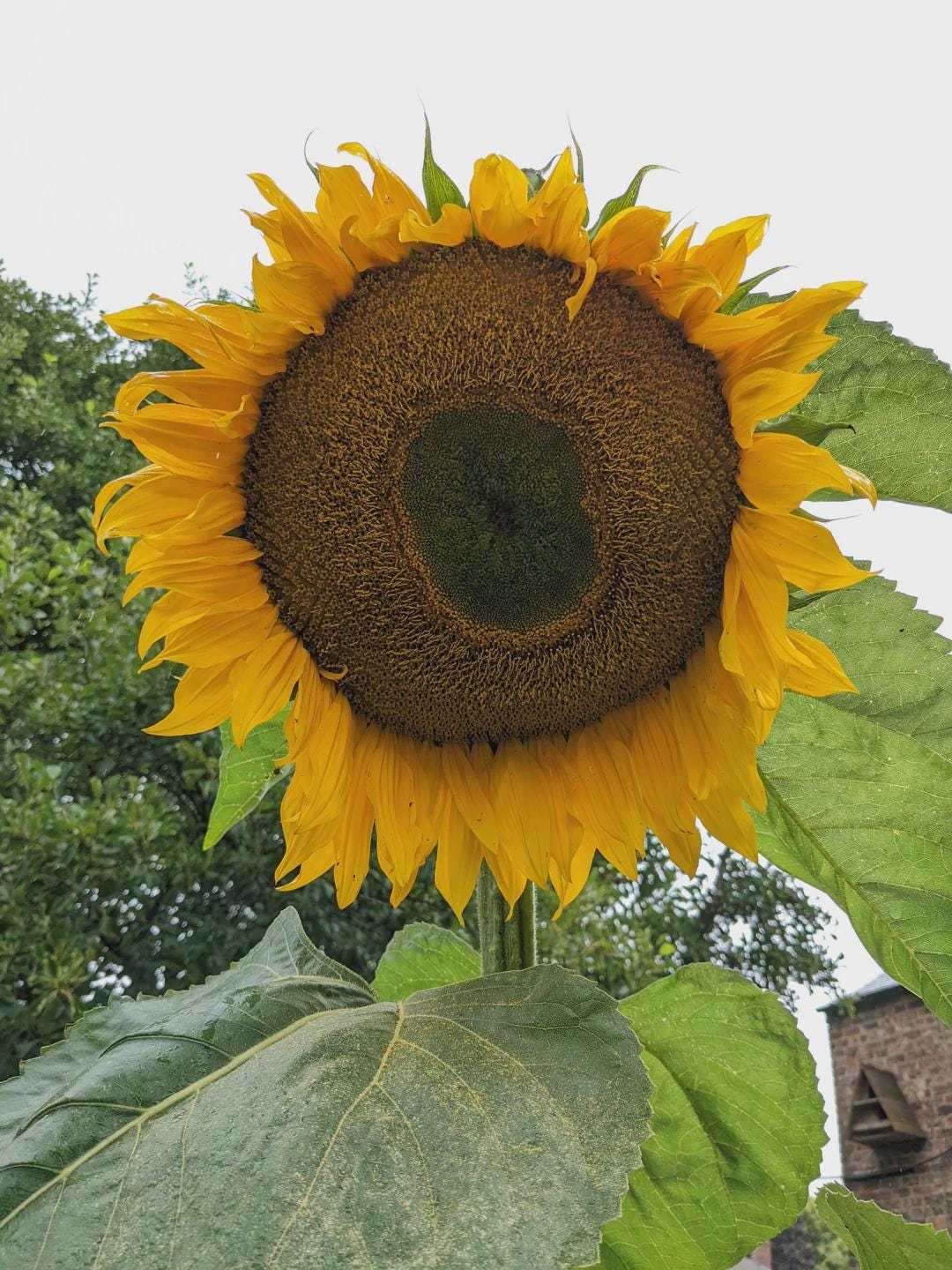 Giant Mammoth Sunflower Seeds - NC Heirloom Seeds - Non GMO - Garden ...