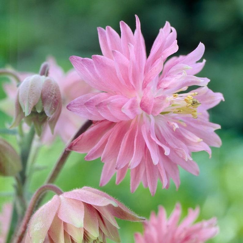 K&ouml;nnte beinhalten: Nahaufnahme einer rosa Blume mit zarten Bl&uuml;tenbl&auml;ttern. Die Blume bl&uuml;ht und hat ein weiches, feminines Aussehen.