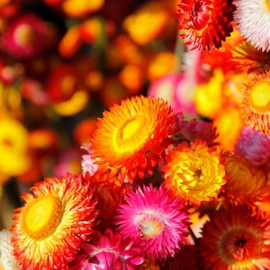 Flower Seeds - Sultane Mix Strawflower Seed Mix Seeds - Easy Care - Great for Kids - Annual Flower Mix - Cut Flower Mix - Spring gardening