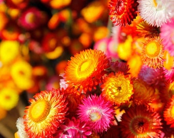 Heirloom Cut Flower Bouquets Seed Collection  Flower Farmer, 10 Open  Pollinated Varieties - Etsy