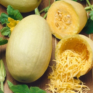 USA Heirloom Spaghetti Squash Seeds - Non GMO - Open Pollinated - Vegetable Gardening Grow Your Own Food
