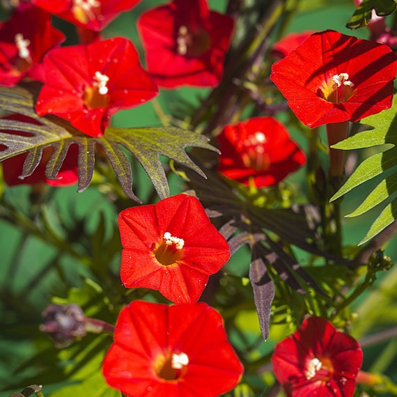 Cardinal Flower Vine