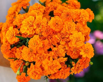 Flower Seeds - Marigold French Tangerine  - Flower Seeds - Orange Flowers - Save the Bees - Natural Pesticide