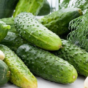 NC Heirloom Cucumber Seeds -  Boston Pickling - Non GMO - Open Pollinated - Vegetable Gardening Grow Your Own Food