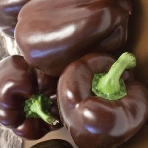 NC Heirloom Pepper Seeds - Chocolate Beauty - Non GMO - Vegetable Gardening Grow Your Own Food